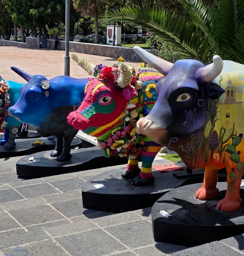 El “Paseo del Buey” llega a la UAQ