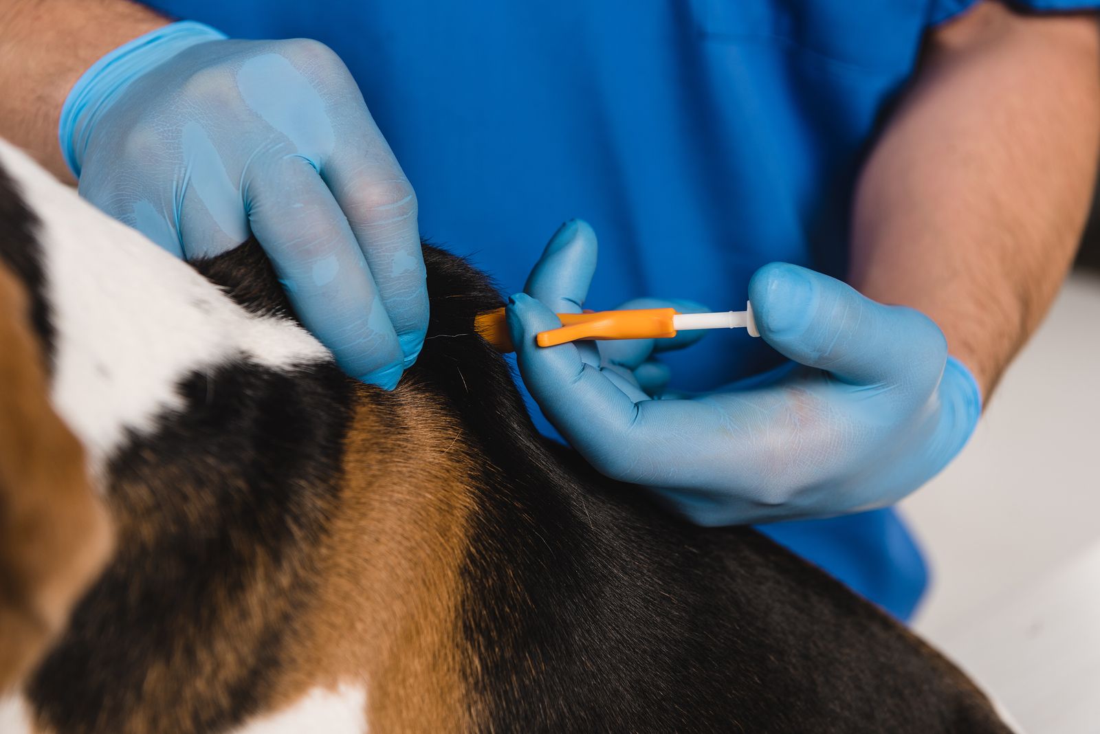 Querétaro presenta programa de microchips para mascotas