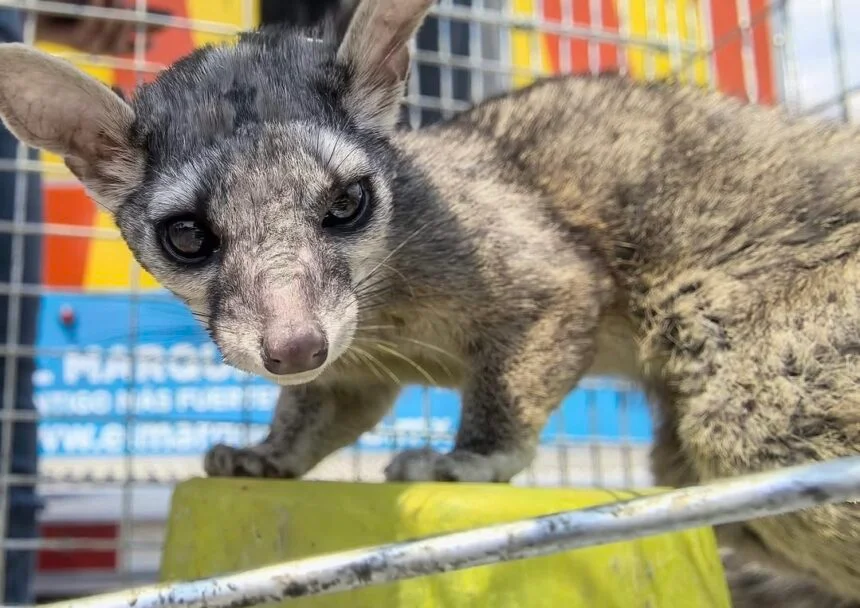 Liberan fauna silvestre rescatada en El Cimatario
